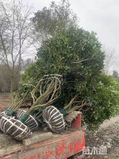 冠幅250厘米桂花球