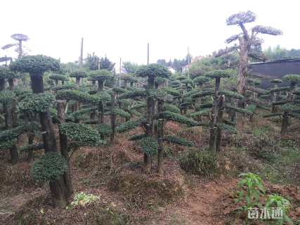 12公分造型榆树