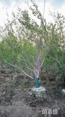 高度300厘米果石榴