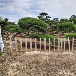 15公分造型黑松