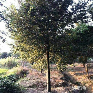 16公分榉树