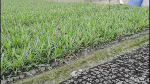 高度35厘米翠芦莉