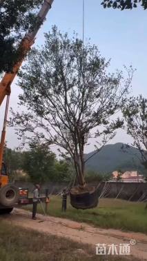 18公分(2杆)丛生朴树