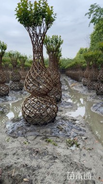 50公分紫薇花瓶