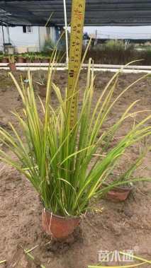 高度30厘米金叶石菖蒲