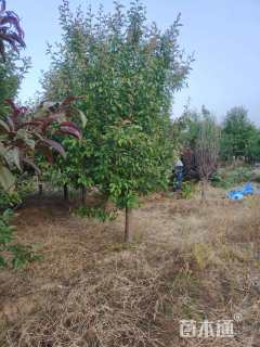 12公分暴马丁香