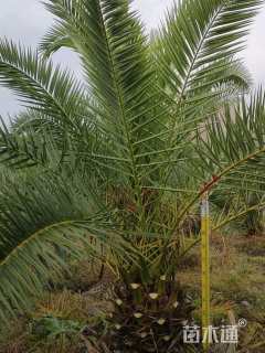 高度70厘米加拿利枣椰