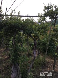 高度200厘米映山红