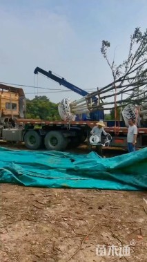 60公分(5杆)丛生朴树