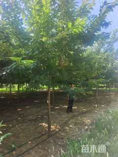 15公分红粉佳人樱