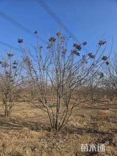 高度350厘米丛生暴马丁香