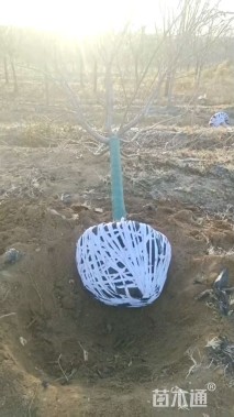 15公分日本晚樱