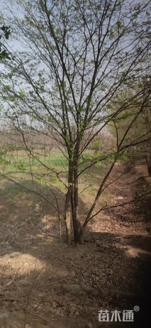 6公分(3杆)丛生榉树