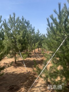 高度400厘米油松