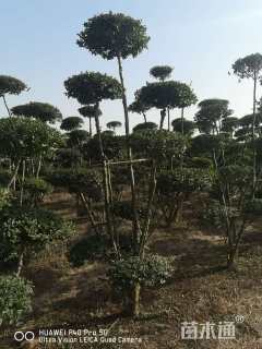 20公分造型小叶女贞