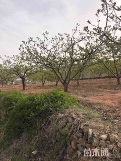 10.15公分山楂树