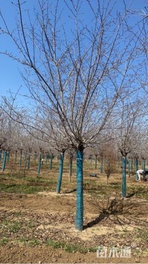 18公分高杆染井吉野樱