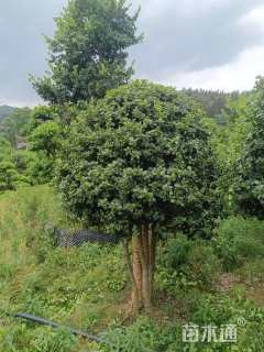 10公分无刺枸骨