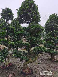 15公分造型小叶榕