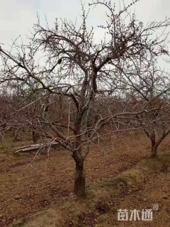 高度350厘米石榴