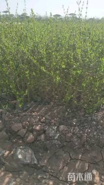 高度50厘米水腊