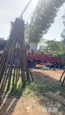 30公分(2杆)丛生香樟