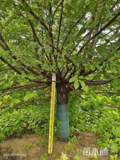 16公分染井吉野樱