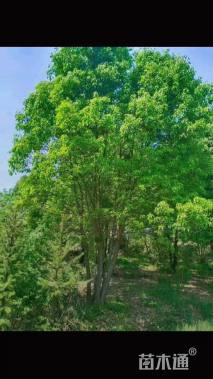 40公分(4杆)丛生香樟