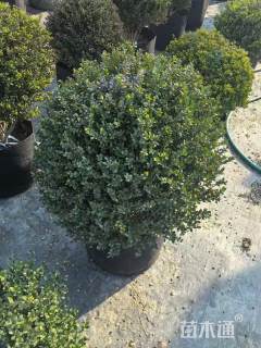 冠幅100厘米龟甲冬青球