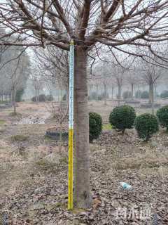 30公分染井吉野樱