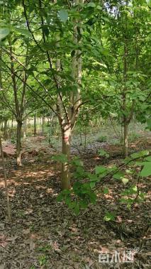 12公分二乔玉兰