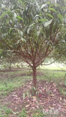 10公分红叶碧桃