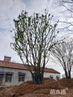 80公分(5杆)丛生朴树