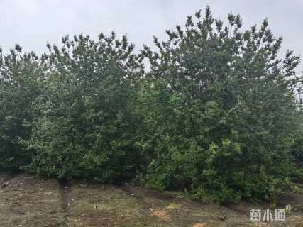 高度500厘米丛生紫薇