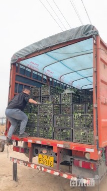 高度30厘米薰衣草