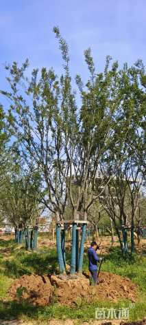 12公分(5杆)丛生朴树