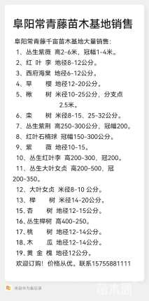 高度300厘米丛生大叶女贞