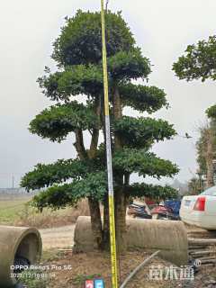 20公分造型椤木石楠