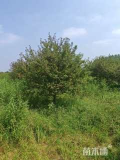 15公分北美海棠