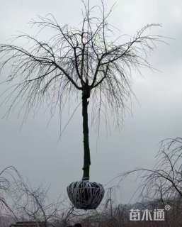 10公分垂枝樱花