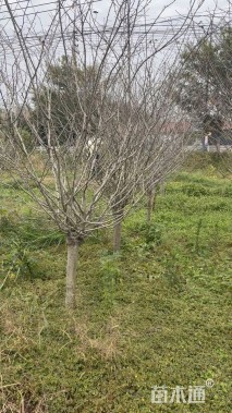 10公分垂丝海棠