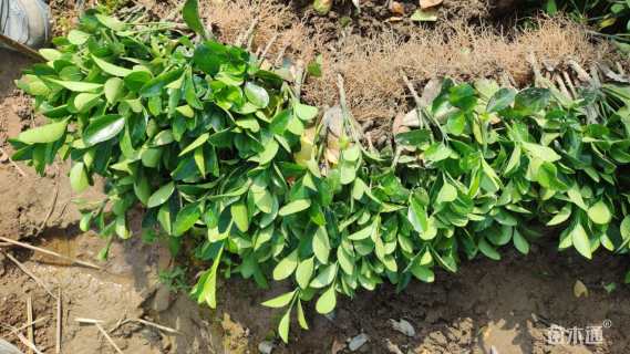 高度10厘米大叶黄杨