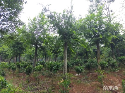10公分丛生朴树