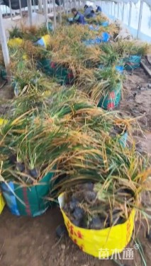 高度80厘米南荻