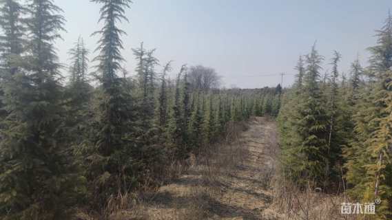 高度600厘米雪松