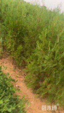 高度150厘米侧柏小苗