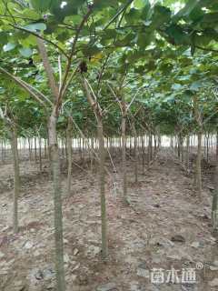 高度180厘米红绒球