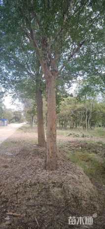 25公分榔榆