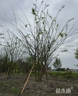 15公分(5杆)丛生朴树