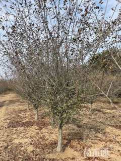 18公分垂丝海棠